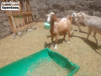 للبيع. فحل مع ثلاث شوهات وصخلتين بكر 3