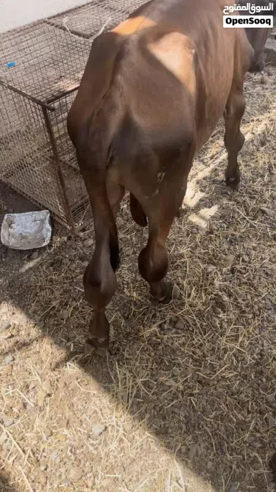 عجل للبيع عمره فوق السنه الوصف مهم 2