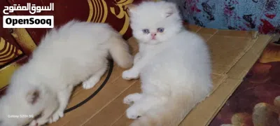 قطط شيرازي بيور أعمار صغيره شهر ونص لـ 3 اشهر وألوان متعددة صحة ممتازه اليفين ونظيفين 4