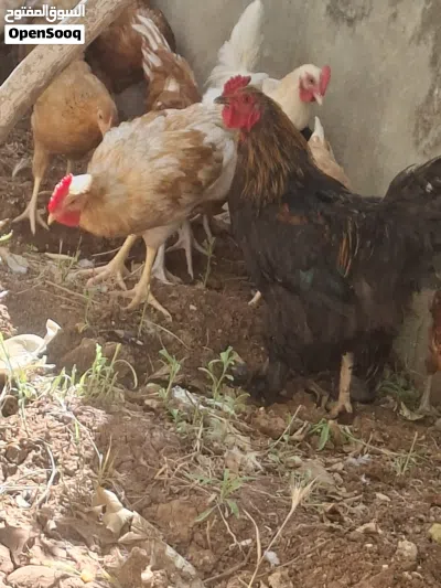 ديك براهمه 3