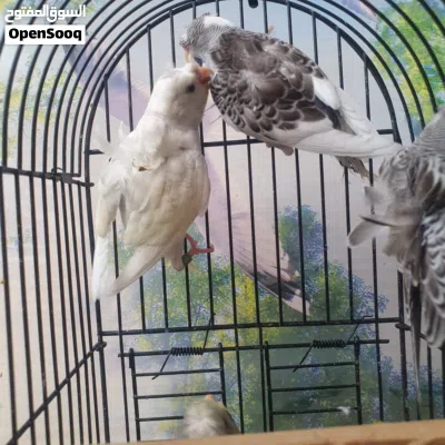 طيور حب هاجرمومخاليف شكري بارصاصي 4