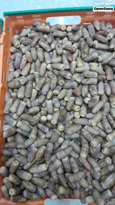 تمر نغال محقب 2