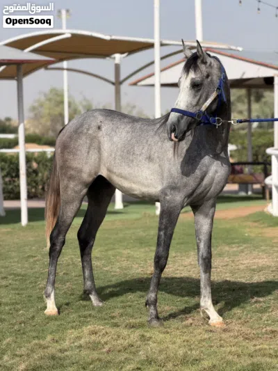 Horse for sale 3