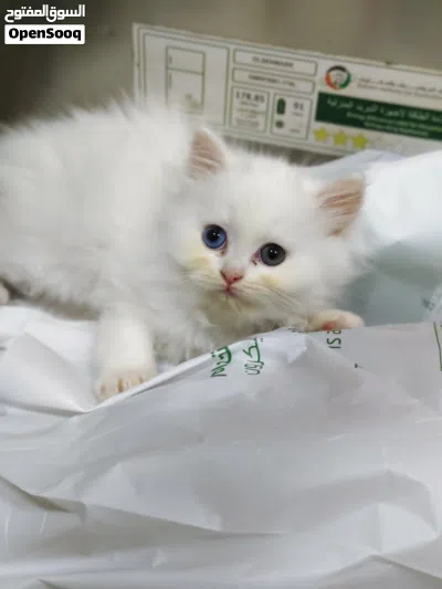 cat for adoption 2