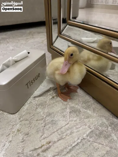2 weeks old duck 4