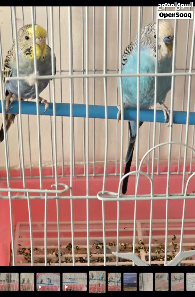 عصفورين بادجى ذكر و انثى 2