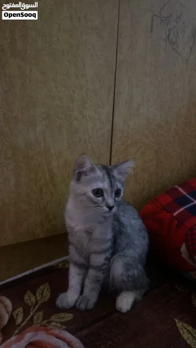 تبني قطه مع كامل الاغراض 3
