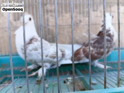 حمام مصري ماسح 2