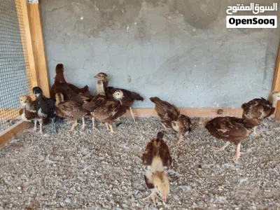 undefined 2
