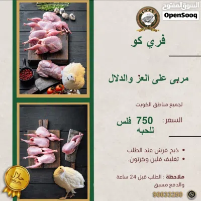 للبيع فري وزاجل زغاليل وبيض تاكسس 3