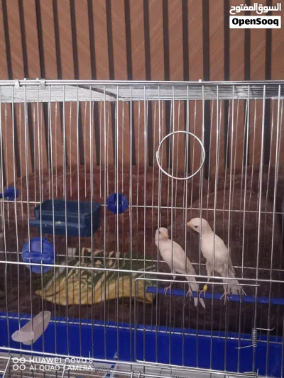 بناديق كنار ابيض 3