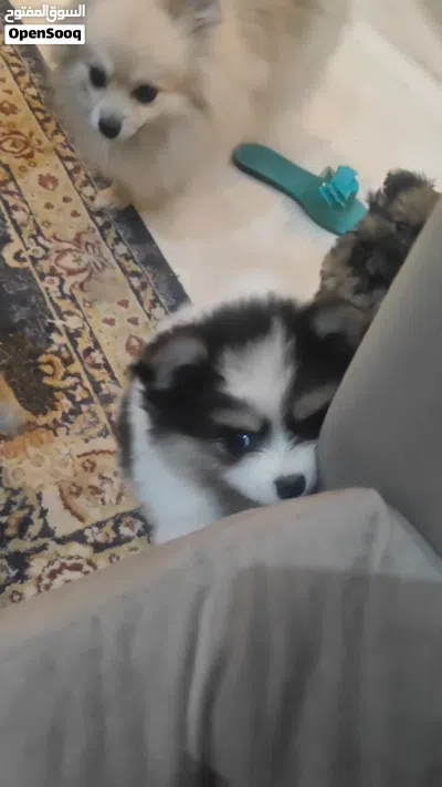 Pomeranian pups 3