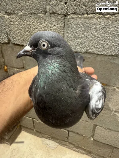 حمام باكستاني بيور ما شاء الله 2