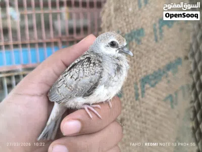 اليمام الماسي Diamond dove 4