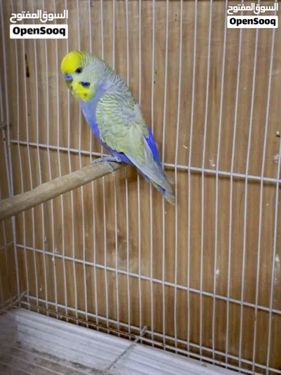 زوج ريمبو بزارات الفحل مال خانه صحه فول 3