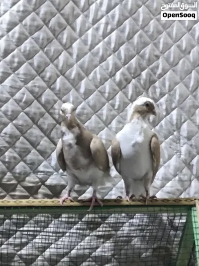 6 طيور ينباعن شلع تك 4