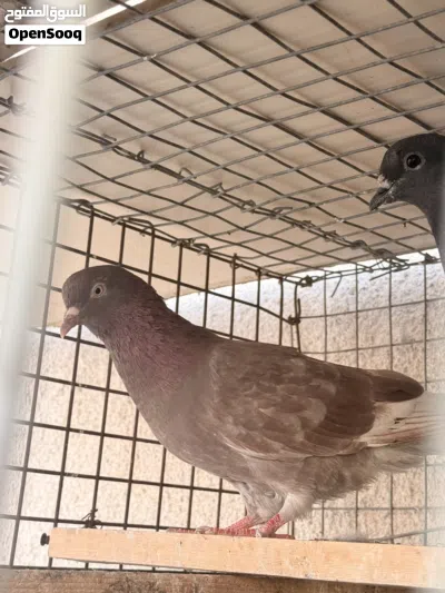 طيره لوت ميازه السعر 5 الاف او مراوس 2