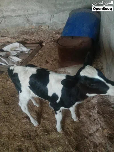 عجله صغيره العمر 4 ايام. غير قابل للتفاوض غير قابل للتفاوض 4