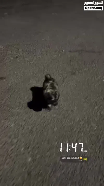 كلب صغير جدا 2