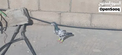 متاح فحلين طيور حمام حلوات 2