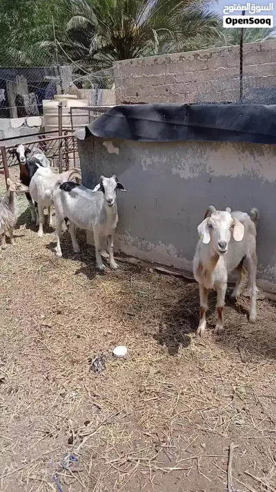 للبيع هوش عمانيات بلجمله او المفرد 3