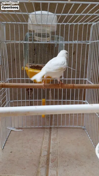 نتابه كناري ربي يبارك 3