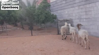 3نعاج وطنيات الله يبارك عشار بادن الله سنهم زوز رباع خوات توميات والحمراء جامعه سليمات من اي عيب .. 4