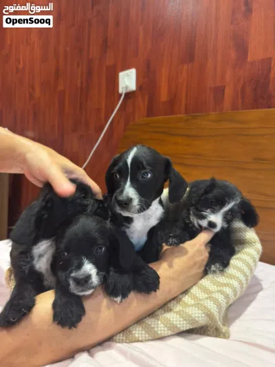 Australian terrier 4