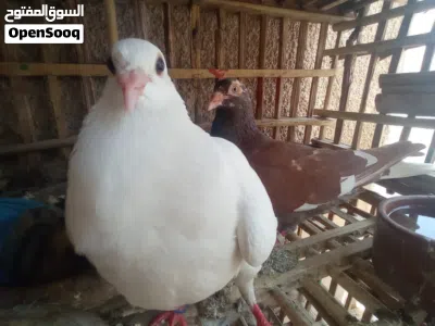 للبيع مجموعة حمام مستويات ممتازة وتقليب عالي – زاجل وباكستاني وقطقاتي وأسترالي 4