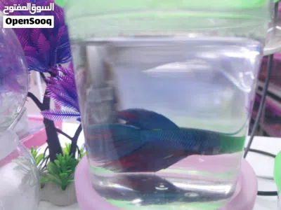 betta fighter fishes males females for sale in sharjah 2