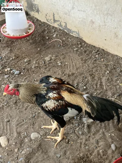 للبيع ديك ميدان 2