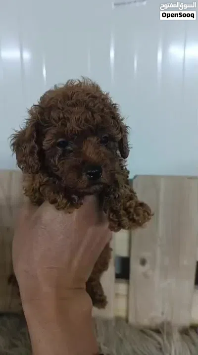 Poodle with papers 3