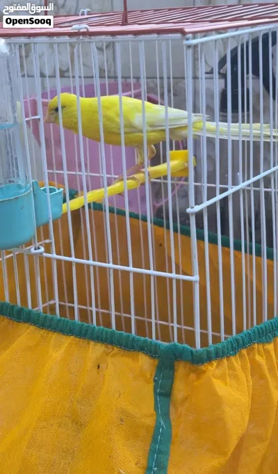 كناري سوبر فوول الفوول 2