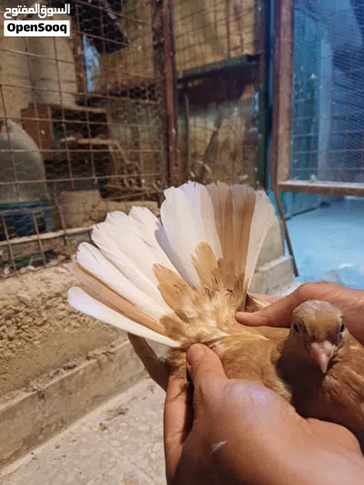 متاح 4 فراخ للبيع 3