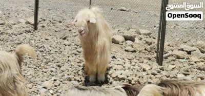 تيس من حلال الرحوب 2