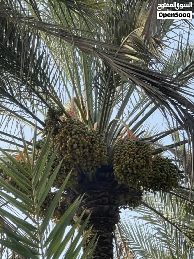بسر مبسلي (فاغور) 2
