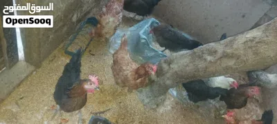 دجاج بلدي كله بياض 2