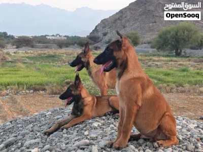 بيع جراوي مالينو العمر 3شهور ومع الجواز والاب والام سلالة معروفة وممتازة 2