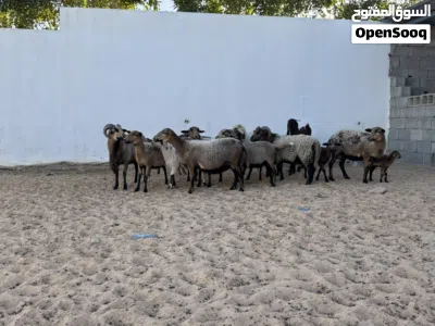 ذكر وأنثى كاميروني شمواء 3