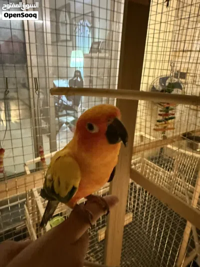 طير سن كنيور اليف للبيع 2