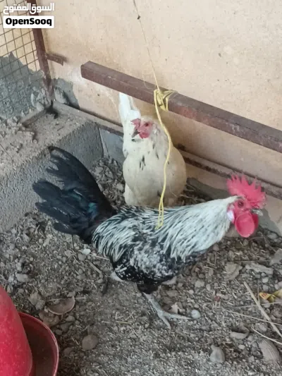 دجاج أحجام مختلفة 2