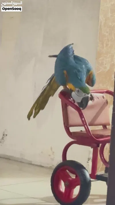 مكاو بلو اند جولد 2