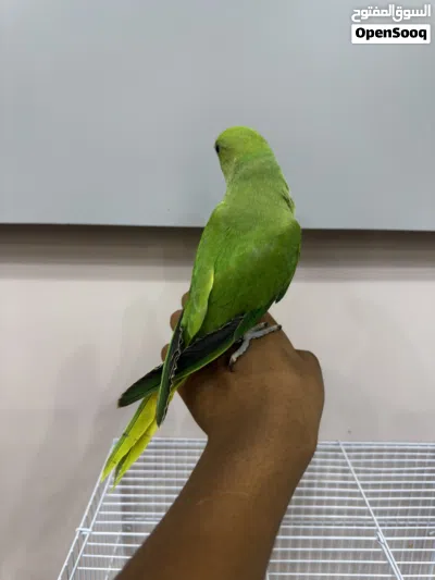 ببغاء الدره للبيع 2