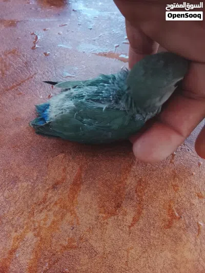للبيع 4 فراخ روز صغيرة 2