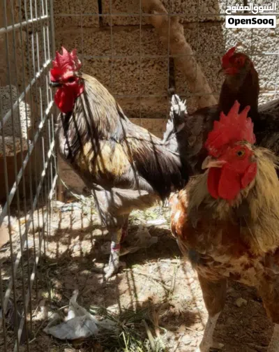 سلام عليكم 6 فرريج للبيع جمله 3