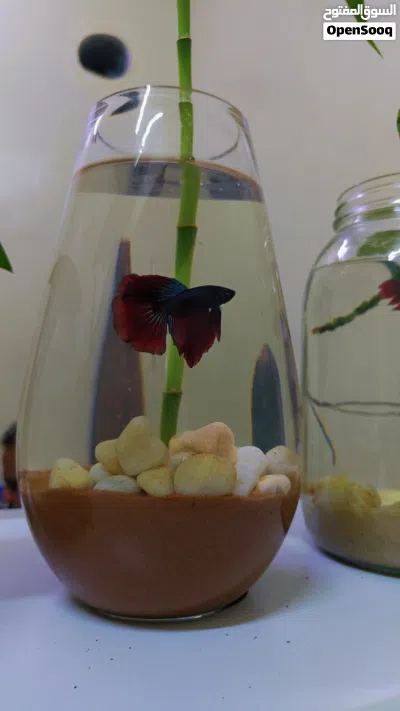 أسماك البيتا المقاتلة مع الأوعية والزينة Betta Fighter Fishes With Bowls and Decorations 2