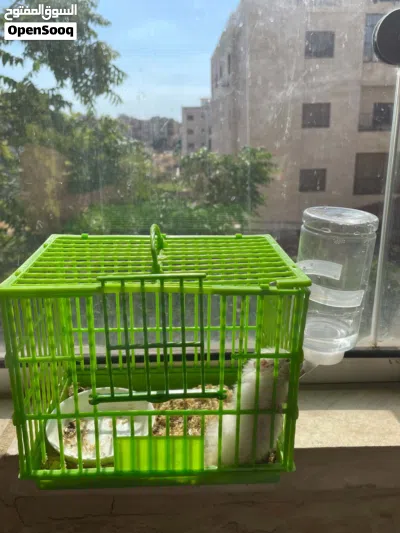 هامستير ابيض (تيدي بير) 2