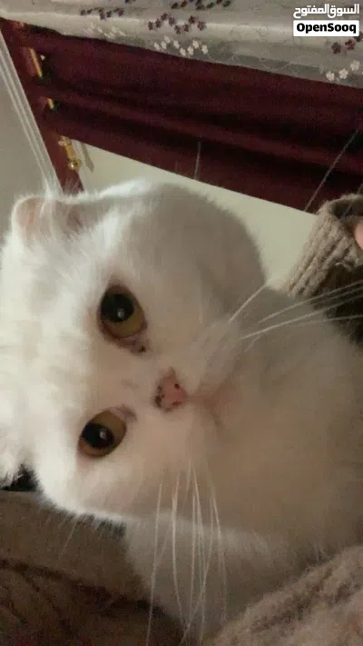قطة لتزاوج 2
