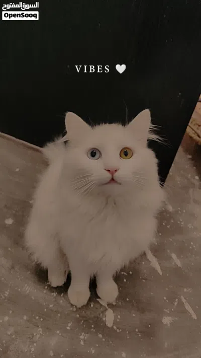 turkish angora Persian 4