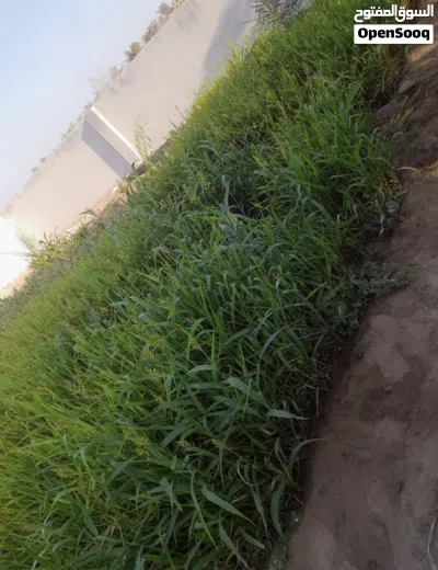 حشايش للبيع 2